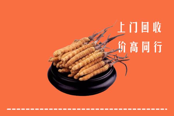 滨州博兴县冬虫夏草回收多少钱每克